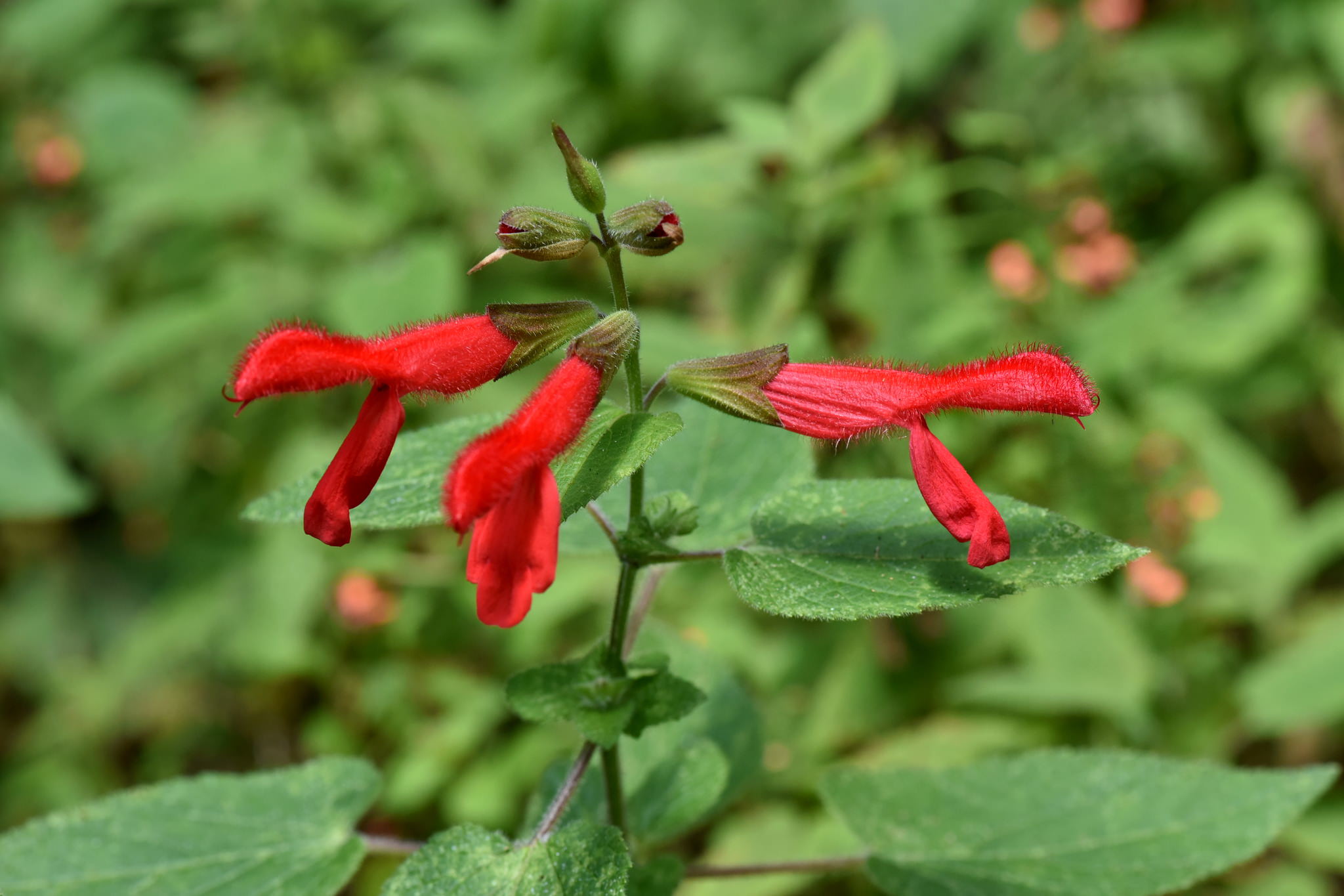 Salvia fulgens